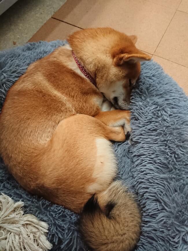 豊橋市で注文住宅・新築一戸建てを建てるなら自然素材・木の家の「伴工務店」