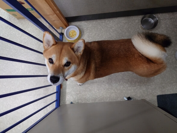 豊橋市で注文住宅・新築一戸建てを建てるなら自然素材・木の家の「伴工務店」